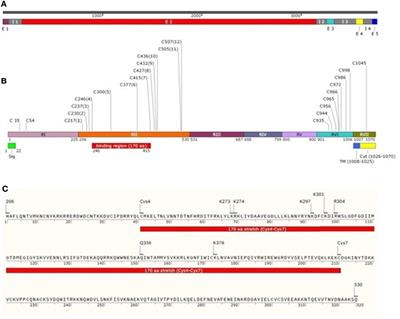 Plasmodium vivax Duffy Binding Protein-Based Vaccine: a Distant Dream